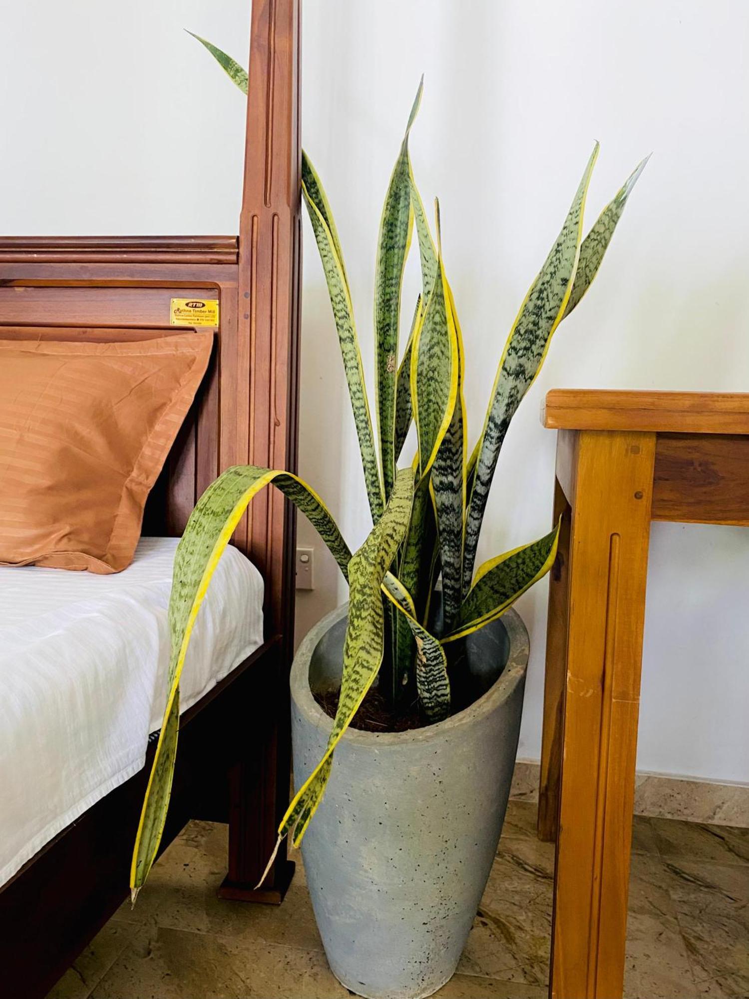 Sasmika Villa Surf And Yoga Hostel Велигама Экстерьер фото